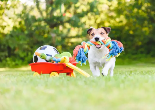 Pet Toys