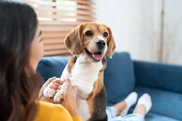Pet Essentials